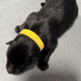 Girl 3 yellow - Black female German Shepherd puppy in Sharon Grove, Kentucky from Julie’s Shepherds