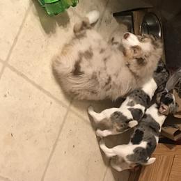 Australian Shepherd Puppies from Soggy Bottom Farms