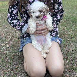 Pink collar - Parti female Goldendoodle puppy in Lake Butler, Florida from Providence Ranches