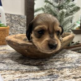 Giblet - Red male Dachshund puppy in Dobson, North Carolina from Oakleys Dachshund Haven