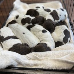 Buck - Brown and gray male Wirehaired Pointing Griffon puppy in Shelbyville, Texas from AndersonK9Kennels Bayou Beards