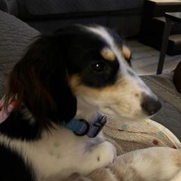 Lucy - Dachshund