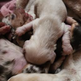 Creamy dreamy - Dapple female Dachshund puppy in Anderson, South Carolina from Iron Butterfly Kennels