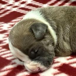 Gene - Blue brindle male American Staffordshire Terrier puppy in Clintwood, Virginia from SkyBlue Kennel