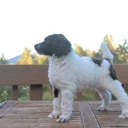 Poodle Puppies from Mount Zion Kennels