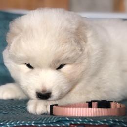 Pink Girl - White female Samoyed puppy in Bearcreek, Montana from Morning Star Samoyeds