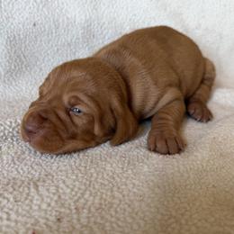 Boy - Golden rust male Vizsla puppy in Albany, Texas from Big Country Kennels