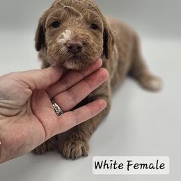 White Female - Apricot female Goldendoodle puppy in Mocksville, North Carolina from Hunting Creek Farm & Kennel