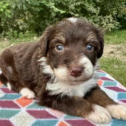 Boy 3 - Brown and white male Aussiedoodle puppy in Hillsboro, Illinois from Perfect Paws Puppies