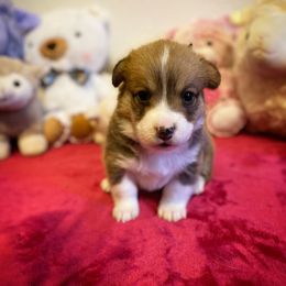 Pembroke Welsh Corgi Puppies from Swezey Pembroke Welsh Corgis