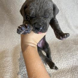 Great Dane Puppies from Parker's Great Danes