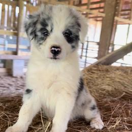 Leda - Blue merle female Border Collie puppy in Surgoinsville, Tennessee from Smokey Mountain Vizslas