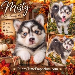 Misty (blue)- 2300 - Blue female Pomsky puppy in Spring Hill, Florida from www.PuppyTimeEmporium.com