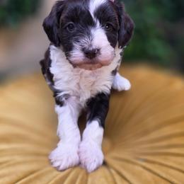 Maizie - Chocolate female Goldendoodle puppy in Decatur, Tennessee from Diamond's Doodles