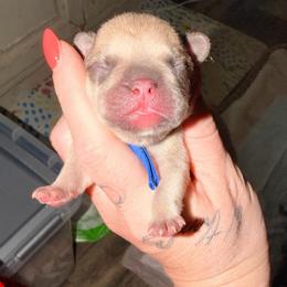 Woody - Fawn male French Bulldog puppy in Strunk, Kentucky from Waters Edge French Bulldogs LLC