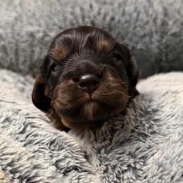 Batman - Black and tan male Cavalier King Charles Spaniel puppy in Spokane, Washington from PJE Cavs and Poos
