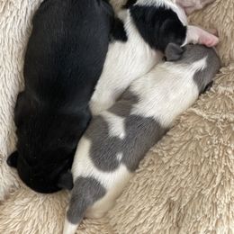 Great Pyrenees and Shih Tzu Puppies from Ashville Shih Tzu Chalet