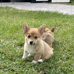 Snickers - Red female Pembroke Welsh Corgi puppy in Ocala, Florida from Rivermont Farm