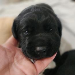 Girl - Black female Labrador Retriever puppy in Silsbee, Texas from AZ Kennels LLC
