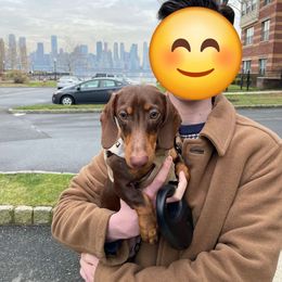 Apollo 'Frankie' - Chocolate and cream Dachshund puppy in East Greenbush, New York from Polaris Pups