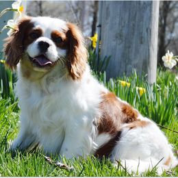 Bandit - Cavalier King Charles Spaniel