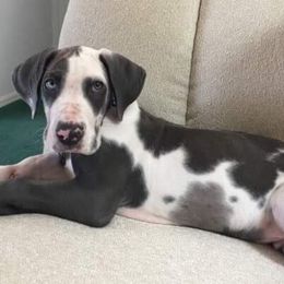 Great Dane Puppies from Double R Danes