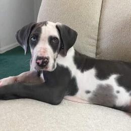 Great Dane Puppies from Double R Danes