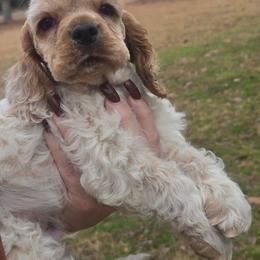 Windsor - Red roan male Cocker Spaniel puppy in Florence, South Carolina from Reddick's American Cocker Spaniels