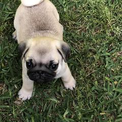 Bulldog and Pug Puppies from JR’s Pugs