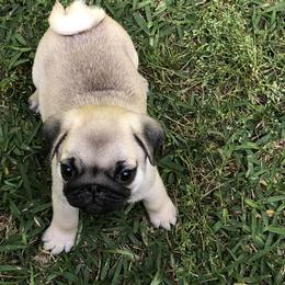 Bulldog and Pug Puppies from JR’s Pugs