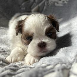 Hercules (AKC) - Tricolor male Shih Tzu puppy in Las Vegas, Nevada from Vegas Shih Tzus