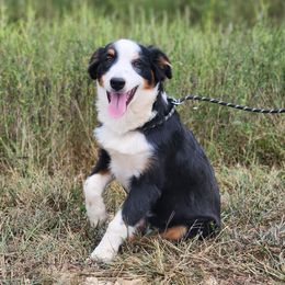 Jacek - Black tri male Miniature Australian Shepherd puppy in Macomb, Missouri from Faunus Farms and Aussies