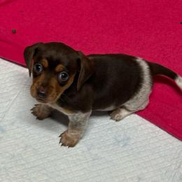 MCPF SH - Piebald female Dachshund puppy in Carthage, Texas from Rafter C Ranch Doxies