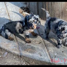 Dachshund and Pug Puppies from Wiggle'n V Ranch