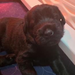 Emmy-Teal Black Collar - Black female Giant Schnauzer puppy in Bessemer, Alabama from The Copper Cottage Canines