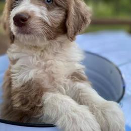 Aussiedoodles and Miniature Australian Shepherds from Buffalo River Puppies