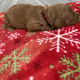 Max - Red  male Goldendoodle puppy in Millersburg, Ohio from Ohio Puppy Paws