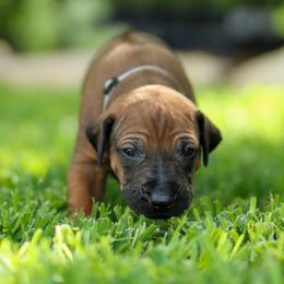 Biggie - Rd whtn blk nose male Rhodesian Ridgeback puppy in Round Rock, Texas from Lone Star Ridgebacks