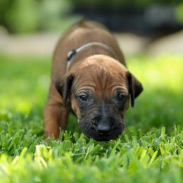 Biggie - Rd whtn blk nose male Rhodesian Ridgeback puppy in Round Rock, Texas from Lone Star Ridgebacks