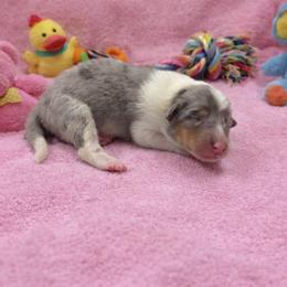 Georgie - Blue merle white and tan female Collie puppy in Carencro, Louisiana from Cajun Bayou's Collies LLC