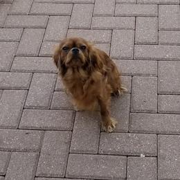 Nadia - Cavalier King Charles Spaniel
