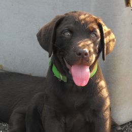 Labrador Retriever Puppies from Duck River Labradors