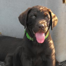 Labrador Retriever Puppies from Duck River Labradors