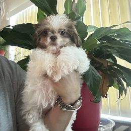 Girl 1 - Gold and white female Shih Tzu puppy in Hialeah, Florida from South East Coast Angels Shih Tzus