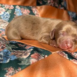 Pepper - Dapple female Dachshund puppy in Red Oak, Oklahoma from S&H Teenie Weenie Dachshunds