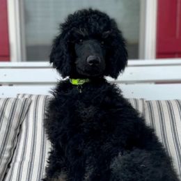 Poodles from LuckyDog Maverick