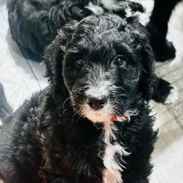 HEMLOCK - Black and white male Sheepadoodle puppy in Buffalo, Minnesota from Fur-ever Doodles