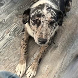 Loki - Blue merle male Border Collie puppy in Lodi, California from R3 Sport Dogs (R3 Goldens/ R3 Border Collies)