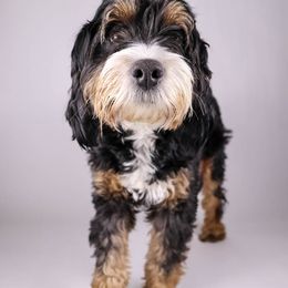 Skye - Bernedoodle