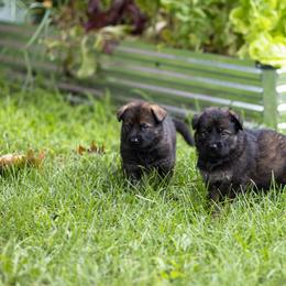 German Shepherd Puppies from Zwinger Vom Rabenauge